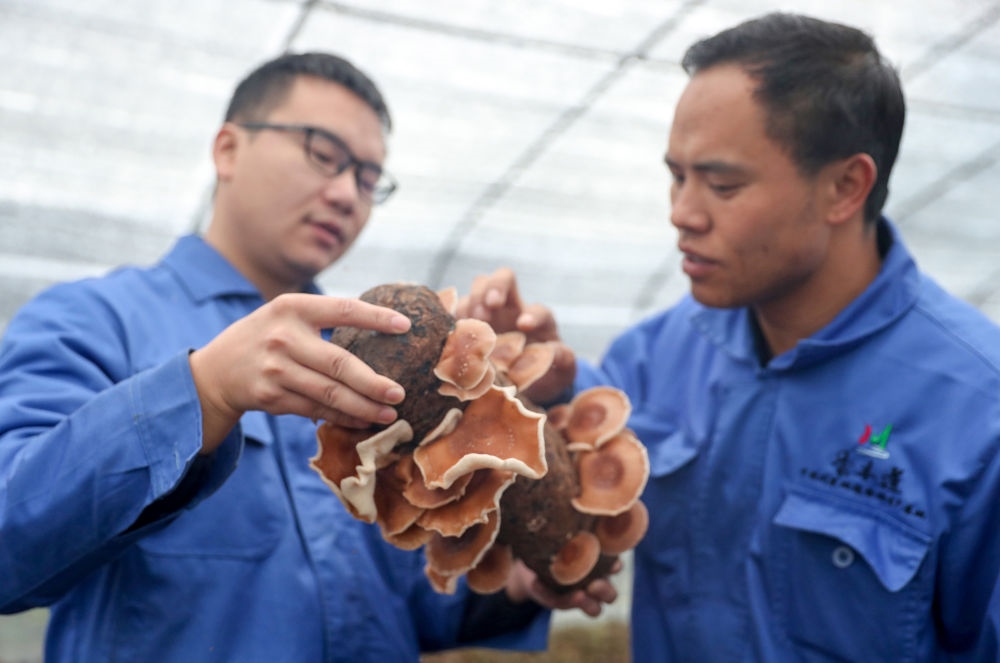 四川岳池：发展特色食用菌种植助农增收